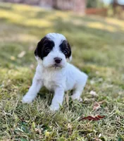 Darla, a female Cockapoo and Poodle - Miniature  for sale in Chehalis, WA – 1 of 1