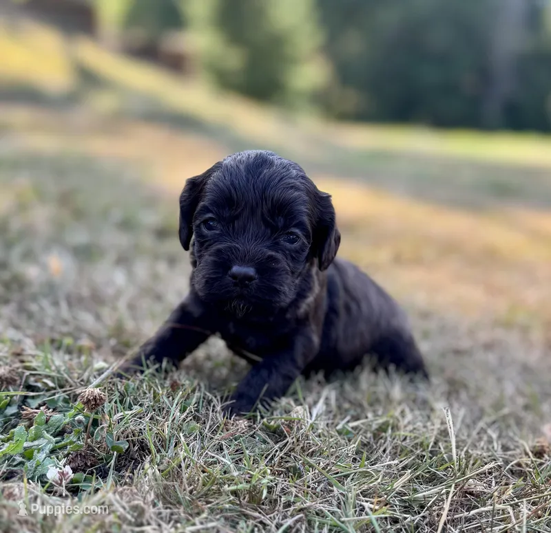 Ariel – Cockapoo, Cocker Spaniel puppy for sale in Chehalis, WA