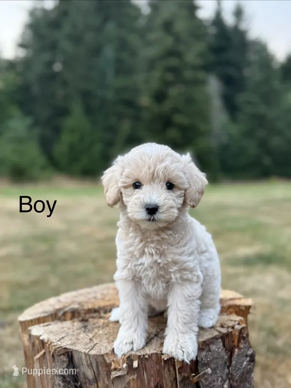 Blaze  – Schnoodle puppy for sale in Chehalis, WA
