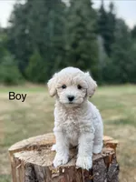 Blaze , a male Schnoodle for sale in Chehalis, WA – 1 of 2