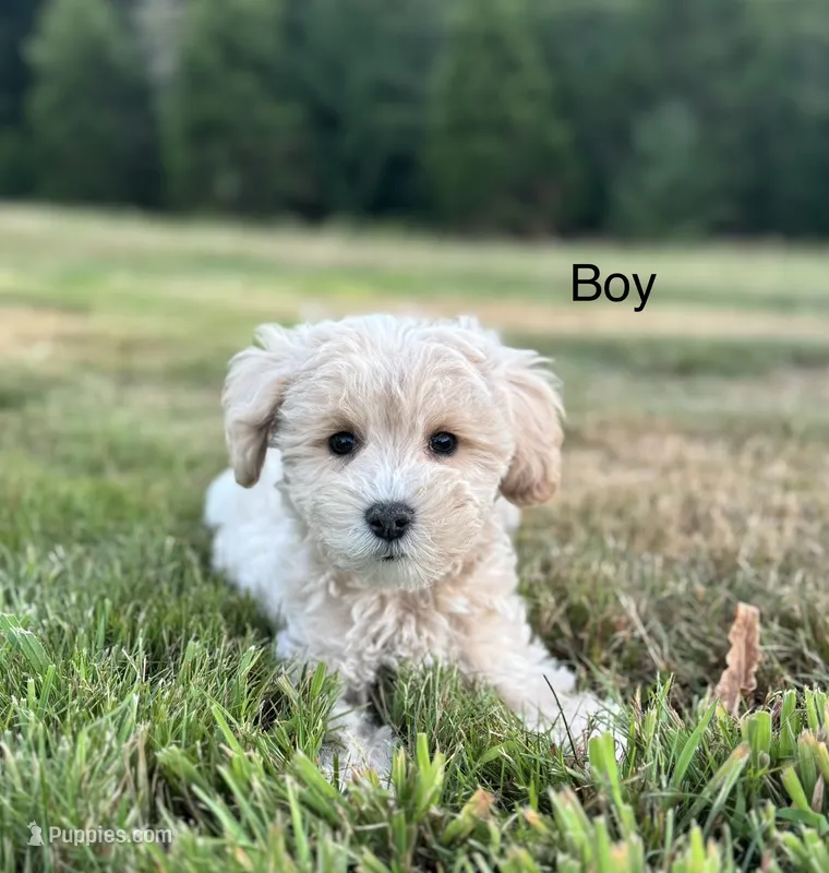 Blaze  – Schnoodle puppy for sale in Chehalis, WA