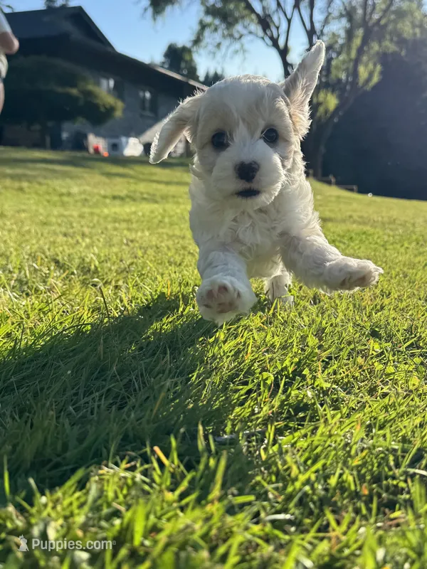 Willow  – Cockapoo puppy for sale in Chehalis, WA