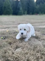 Cloud , a female Schnoodle for sale in Chehalis, WA – 2 of 5