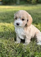 Sadie , a female Cockapoo for sale in Chehalis, WA – 2 of 2