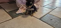 Jill , a female Morkie for sale in Spencerville, IN – 3 of 4