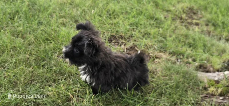 Kody – Morkie puppy for sale in Spencerville, IN