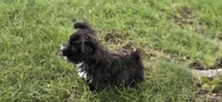 Kody, a male Morkie for sale in Spencerville, IN – 1 of 7