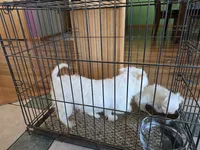 Kody, a male Morkie for sale in Spencerville, IN – 7 of 7