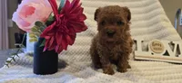 Jack, a male Poodle - Toy  for sale in Spencerville, IN – 1 of 2
