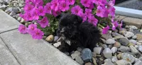 Kody, a male Morkie for sale in Spencerville, IN – 5 of 7