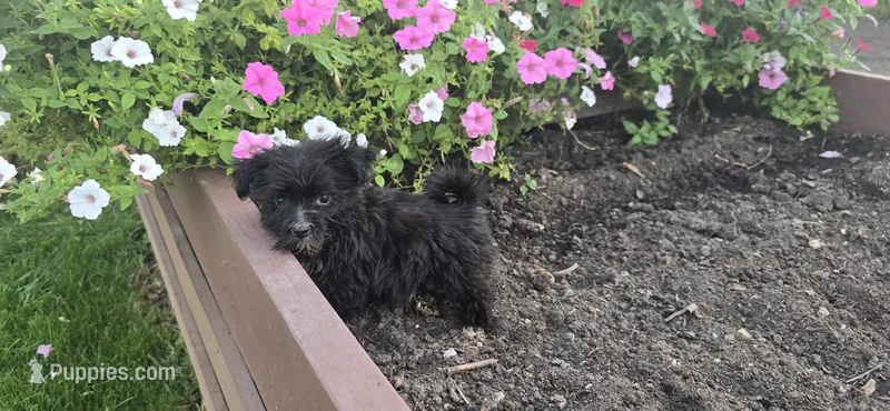 Kody – Morkie puppy for sale in Spencerville, IN