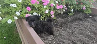 Kody, a male Morkie for sale in Spencerville, IN – 3 of 7