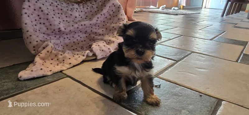 Jill  – Morkie puppy for sale in Spencerville, IN