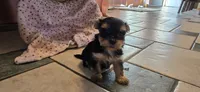Jill , a female Morkie for sale in Spencerville, IN – 1 of 4