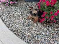 Kody, a male Morkie for sale in Spencerville, IN – 6 of 7
