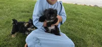 Kody, a male Morkie for sale in Spencerville, IN – 2 of 7