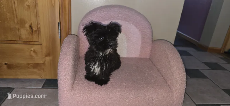 Kody – Morkie puppy for sale in Spencerville, IN