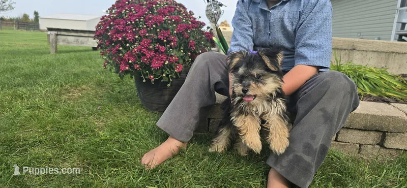 Jill  – Morkie puppy for sale in Spencerville, IN