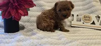 Jack, a male Poodle - Toy  for sale in Spencerville, IN – 2 of 2