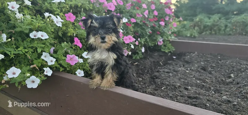 Jill  – Morkie puppy for sale in Spencerville, IN