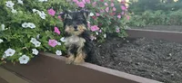 Jill , a female Morkie for sale in Spencerville, IN – 3 of 6