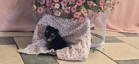 Jill , a female Morkie for sale in Spencerville, IN – 2 of 4
