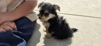 Jill , a female Morkie for sale in Spencerville, IN – 6 of 6