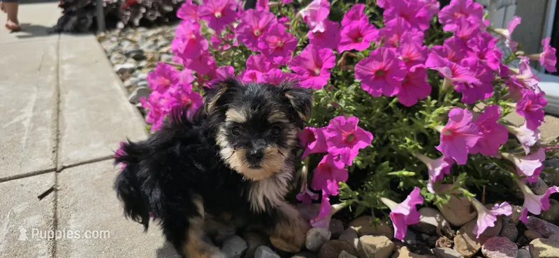 Jill  – Morkie puppy for sale in Spencerville, IN