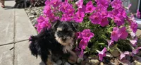 Jill , a female Morkie for sale in Spencerville, IN – 4 of 6