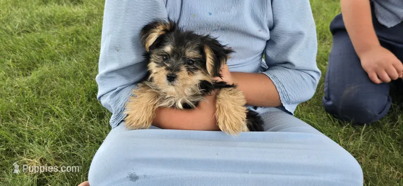 Jill  – Morkie puppy for sale in Spencerville, IN