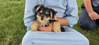 Jill , a female Morkie for sale in Spencerville, IN – 1 of 6