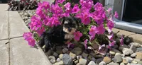 Jill , a female Morkie for sale in Spencerville, IN – 5 of 6