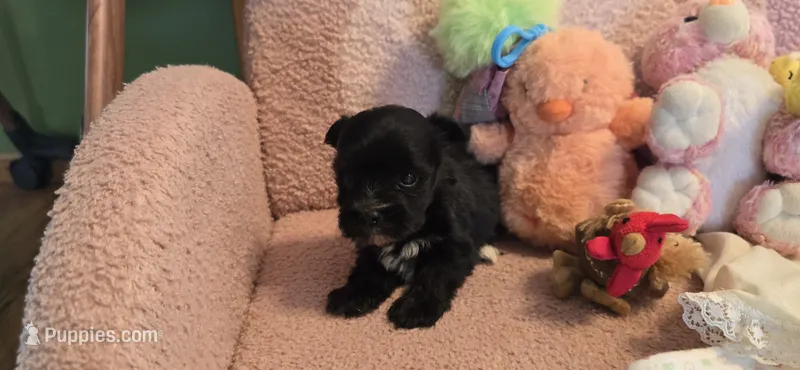 Kody – Morkie puppy for sale in Spencerville, IN