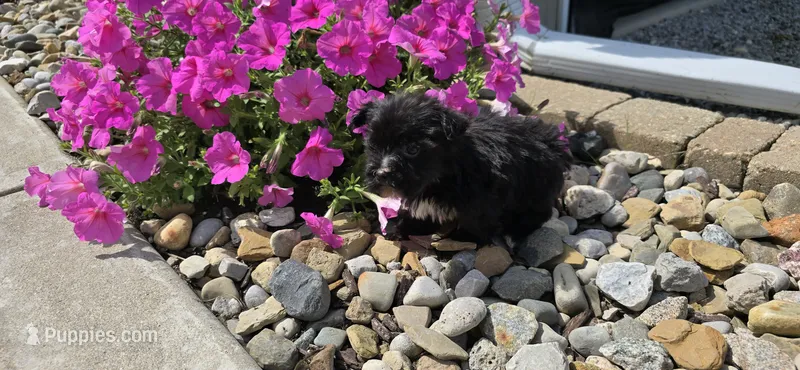 Kody – Morkie puppy for sale in Spencerville, IN