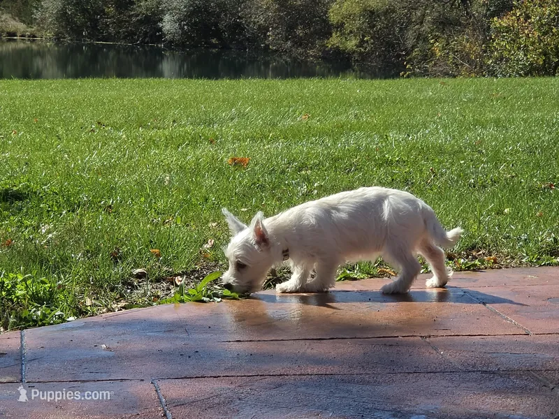 Jackal – West Highland White Terrier puppy for sale in Bryan, OH