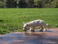 Jackal, a female West Highland White Terrier for sale in Bryan, OH – 1 of 3
