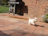 Silver Collar, a male West Highland White Terrier for sale in Bryan, OH – 3 of 4
