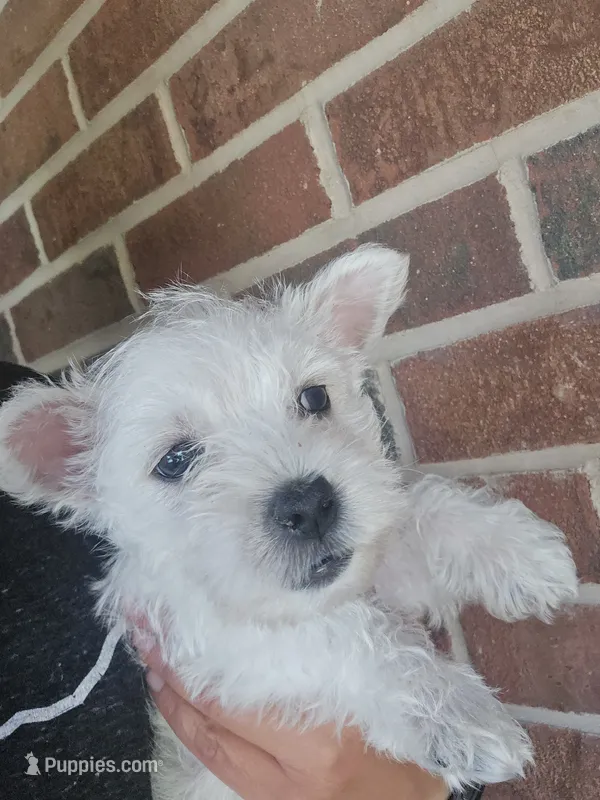 Westie Puppy – West Highland White Terrier puppy for sale in Bryan, OH