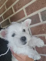 Westie Puppy, a female West Highland White Terrier for sale in Bryan, OH – 1 of 7