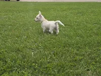 Westie Puppy, a female West Highland White Terrier for sale in Bryan, OH – 2 of 7