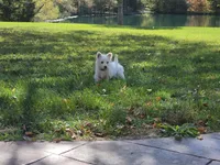 Green Collar, a male West Highland White Terrier for sale in Bryan, OH – 3 of 3