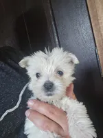 Westie Puppy, a female West Highland White Terrier for sale in Bryan, OH – 7 of 7
