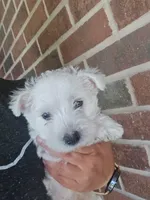 Westie Puppy, a female West Highland White Terrier for sale in Bryan, OH – 6 of 7