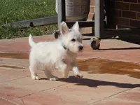 Blue Collar, a male West Highland White Terrier for sale in Bryan, OH – 2 of 4