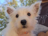 Orange Collar, a female West Highland White Terrier for sale in Bryan, OH – 2 of 3