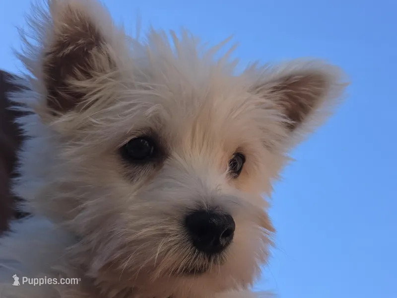 Silver Collar – West Highland White Terrier puppy for sale in Bryan, OH