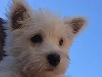 Silver Collar, a male West Highland White Terrier for sale in Bryan, OH – 1 of 4