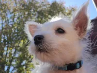 Blue Collar, a male West Highland White Terrier for sale in Bryan, OH – 1 of 4