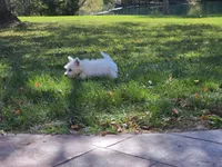 Green Collar, a male West Highland White Terrier for sale in Bryan, OH – 2 of 3
