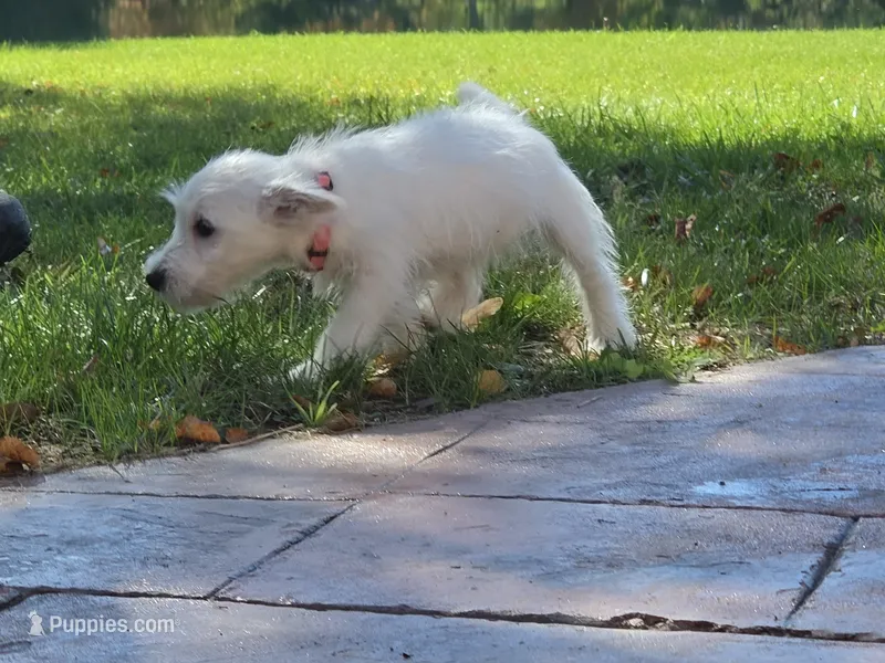 Pink Collar – West Highland White Terrier puppy for sale in Bryan, OH